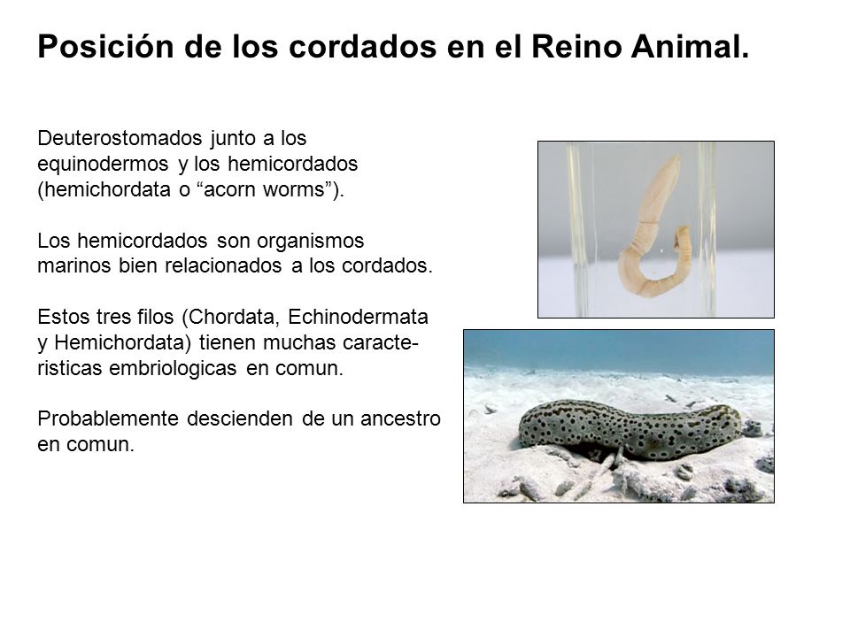 Posición de los cordados en el Reino Animal.