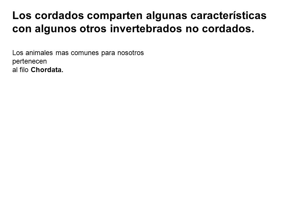 Los cordados comparten algunas características con algunos otros invertebrados no cordados.