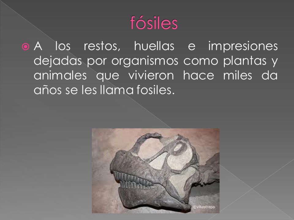 fósiles A los restos, huellas e impresiones dejadas por organismos como plantas y animales que vivieron hace miles da años se les llama fosiles.