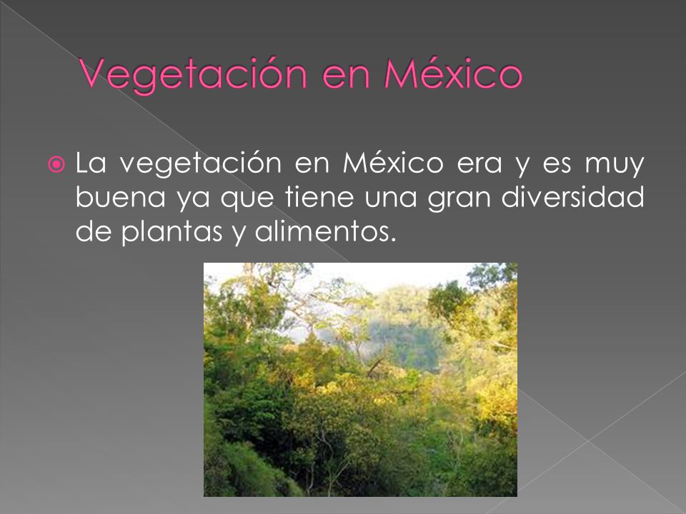 Vegetación en México La vegetación en México era y es muy buena ya que tiene una gran diversidad de plantas y alimentos.