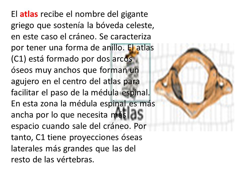 El atlas recibe el nombre del gigante griego que sostenía la bóveda celeste, en este caso el cráneo.