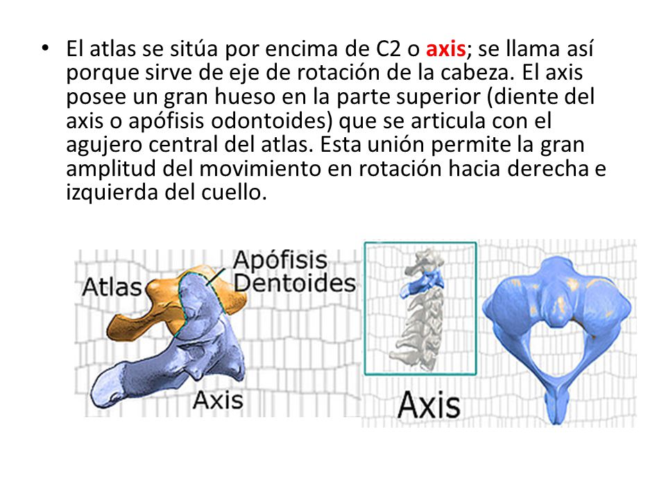 El atlas se sitúa por encima de C2 o axis; se llama así porque sirve de eje de rotación de la cabeza.