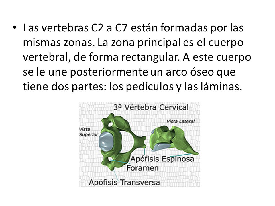 Las vertebras C2 a C7 están formadas por las mismas zonas