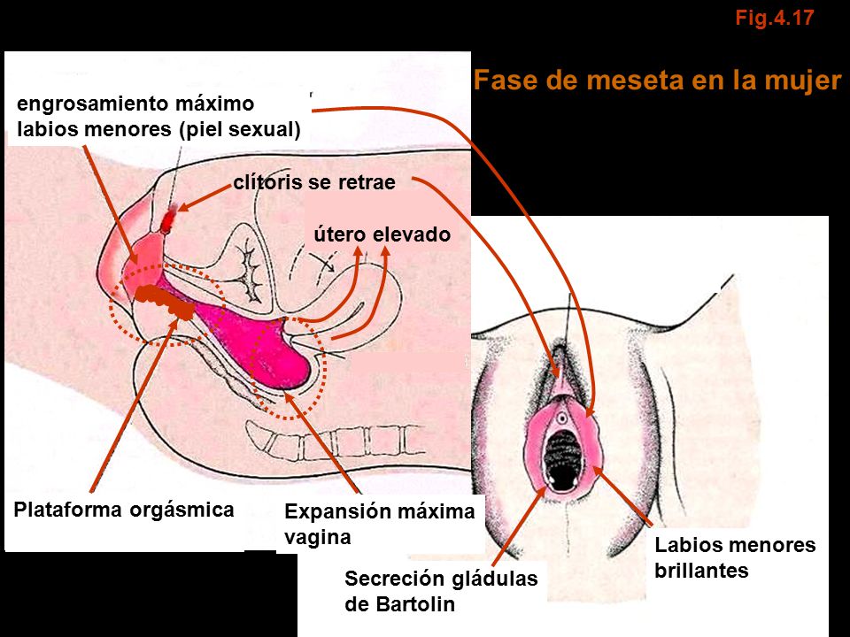 Descargar Imagenes De Orgasmo