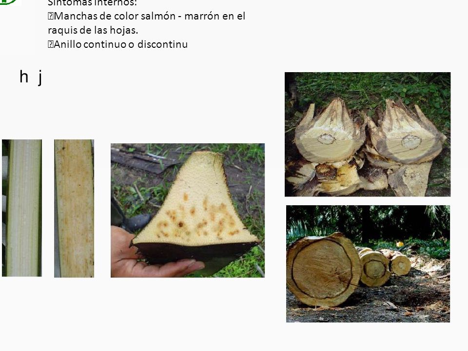 Síntomas internos: Manchas de color salmón - marrón en el raquis de las hojas.