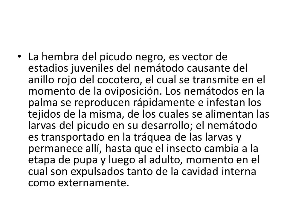 La hembra del picudo negro, es vector de estadios juveniles del nemátodo causante del anillo rojo del cocotero, el cual se transmite en el momento de la oviposición.