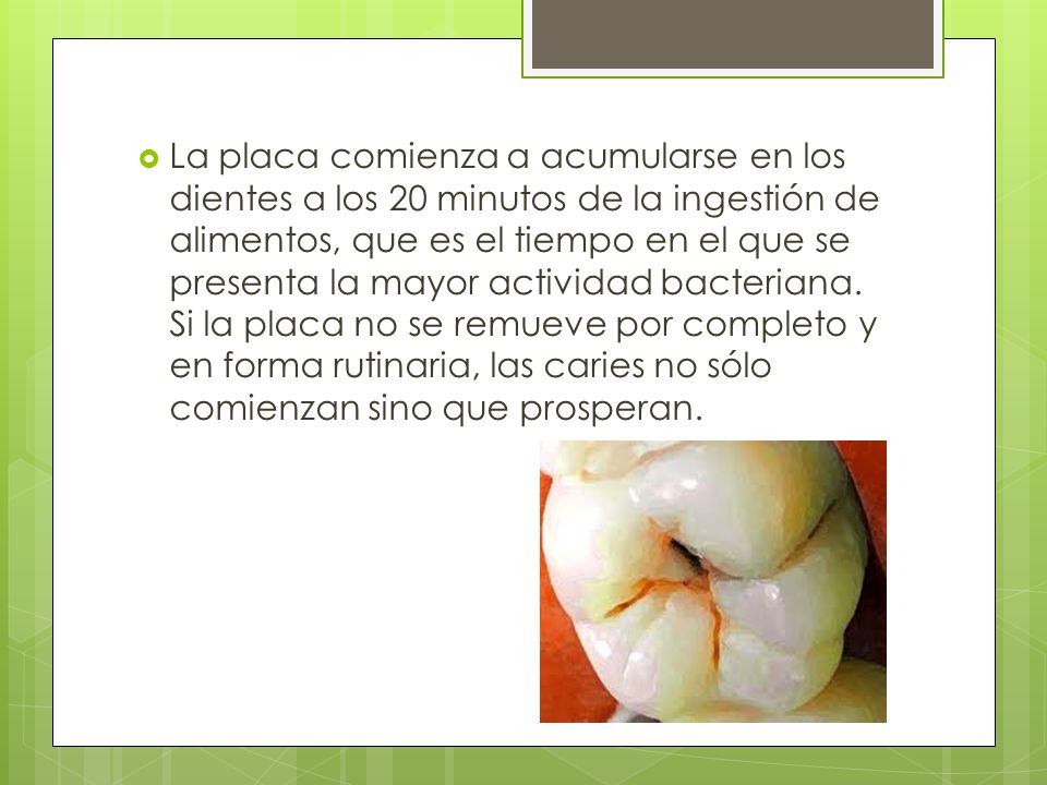 La placa comienza a acumularse en los dientes a los 20 minutos de la ingestión de alimentos, que es el tiempo en el que se presenta la mayor actividad bacteriana.