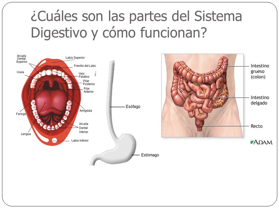 ¿Cuáles son las partes del Sistema Digestivo y cómo funcionan