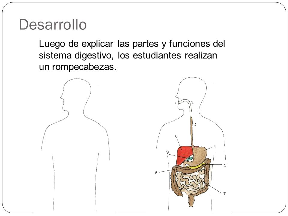Desarrollo Luego de explicar las partes y funciones del sistema digestivo, los estudiantes realizan un rompecabezas.