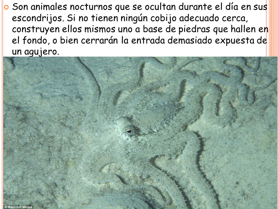 Son animales nocturnos que se ocultan durante el día en sus escondrijos.