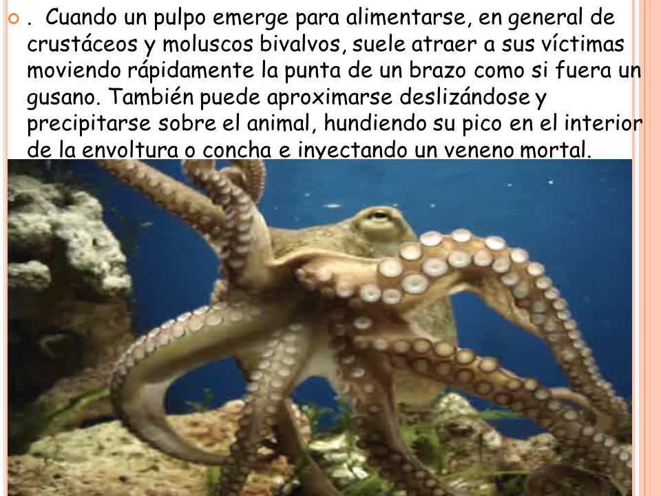 . Cuando un pulpo emerge para alimentarse, en general de crustáceos y moluscos bivalvos, suele atraer a sus víctimas moviendo rápidamente la punta de un brazo como si fuera un gusano.