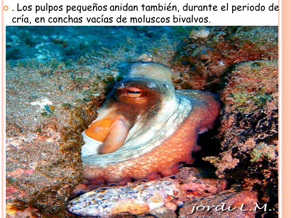 . Los pulpos pequeños anidan también, durante el periodo de cría, en conchas vacías de moluscos bivalvos.