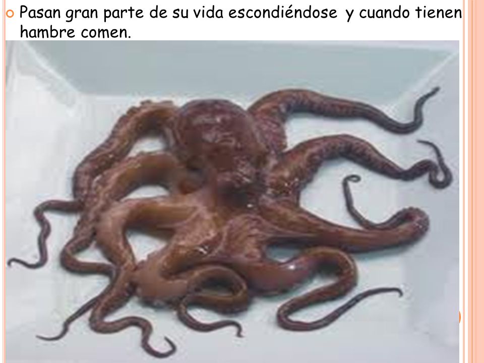 Pasan gran parte de su vida escondiéndose y cuando tienen hambre comen.