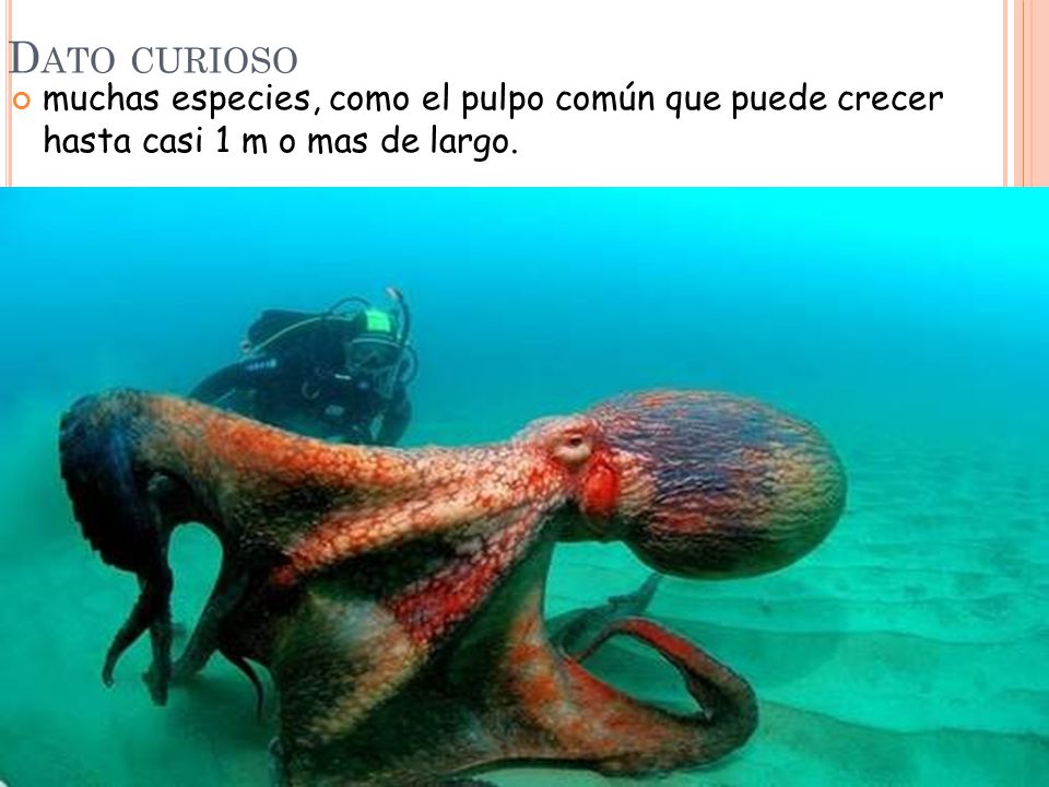 Dato curioso muchas especies, como el pulpo común que puede crecer hasta casi 1 m o mas de largo.