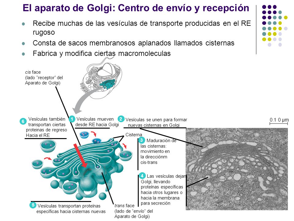 El aparato de Golgi: Centro de envío y recepción