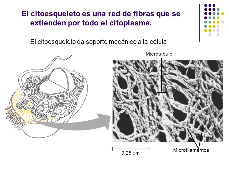 El citoesqueleto es una red de fibras que se extienden por todo el citoplasma.