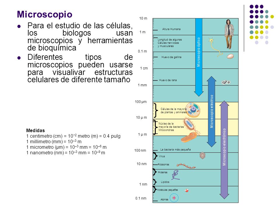 Microscopio 1 m. 0.1 nm. 10 m. 0.1 m. 1 cm. 1 mm. 100 µm. 10 µ m. 1 µ m. 100 nm. 10 nm. 1 nm.