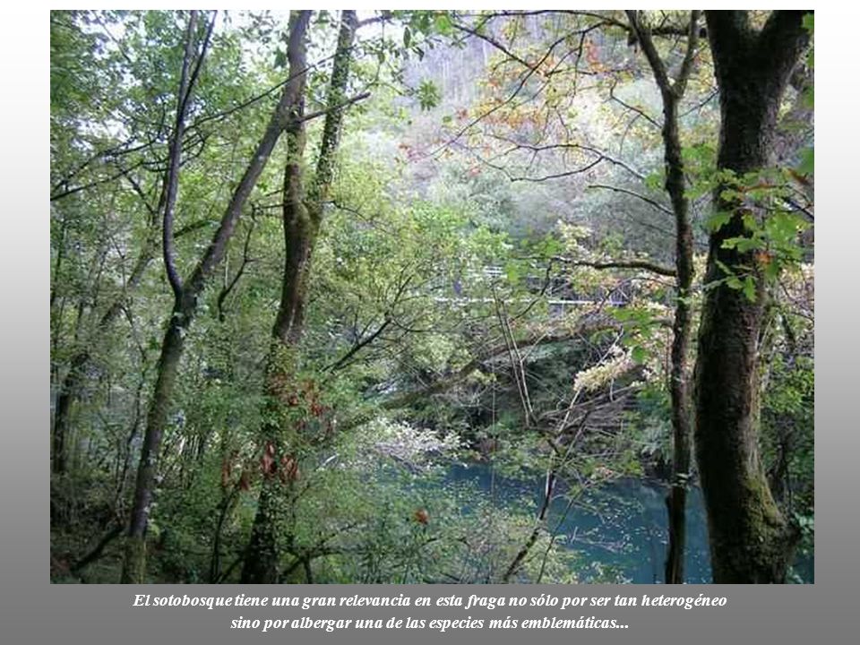 El sotobosque tiene una gran relevancia en esta fraga no sólo por ser tan heterogéneo sino por albergar una de las especies más emblemáticas...