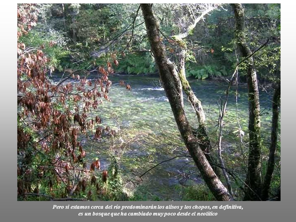 Pero si estamos cerca del río predominarán los alisos y los chopos, en definitiva, es un bosque que ha cambiado muy poco desde el neolítico