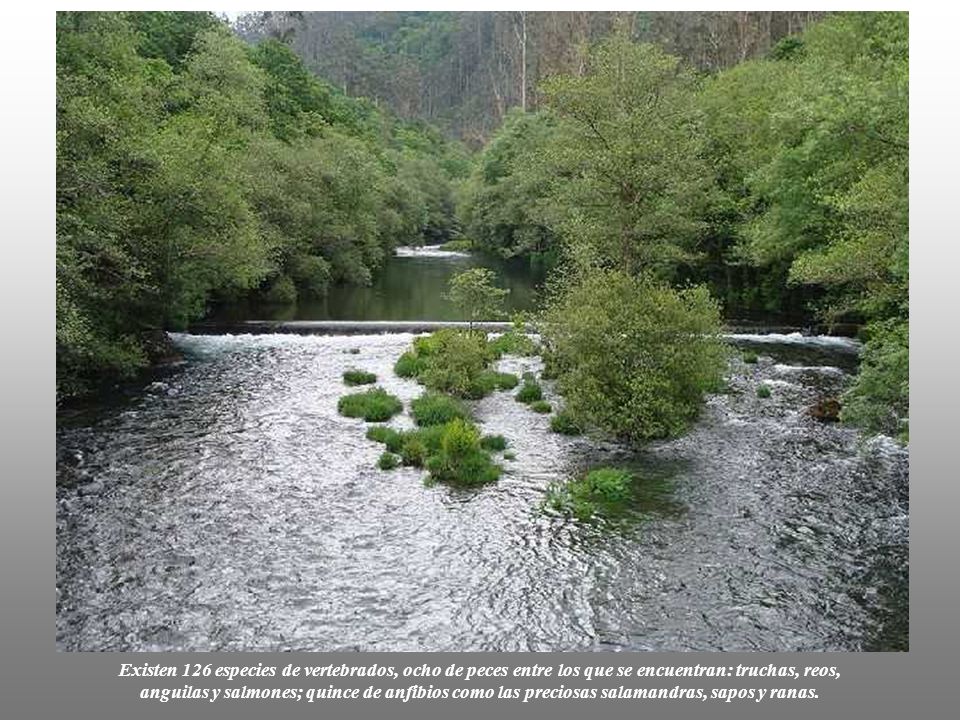 Existen 126 especies de vertebrados, ocho de peces entre los que se encuentran: truchas, reos, anguilas y salmones; quince de anfibios como las preciosas salamandras, sapos y ranas.