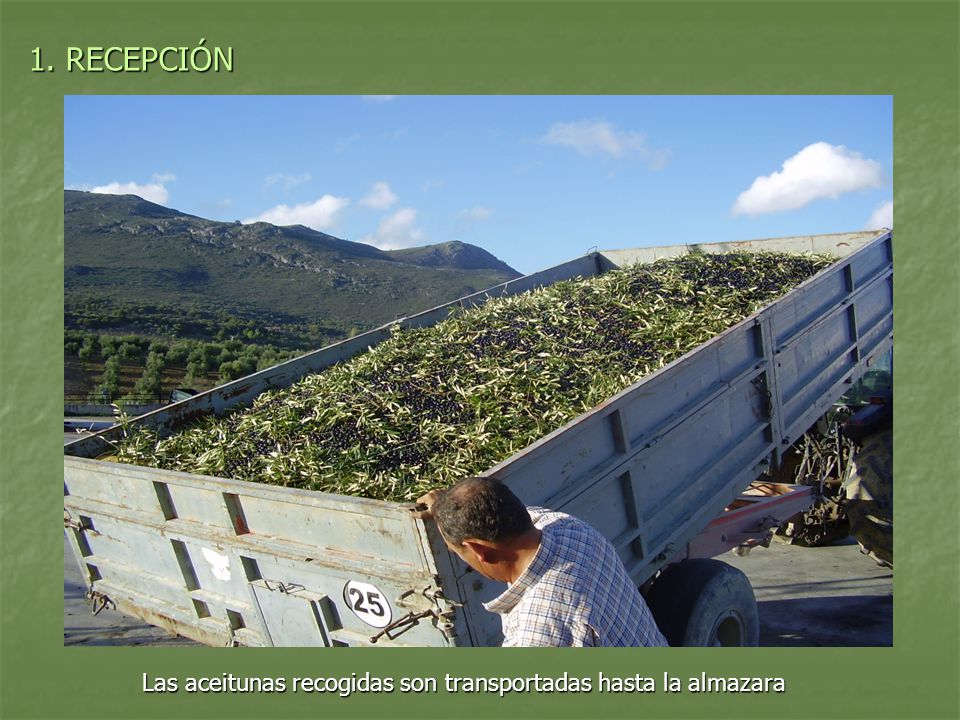 1. RECEPCIÓN Las aceitunas recogidas son transportadas hasta la almazara