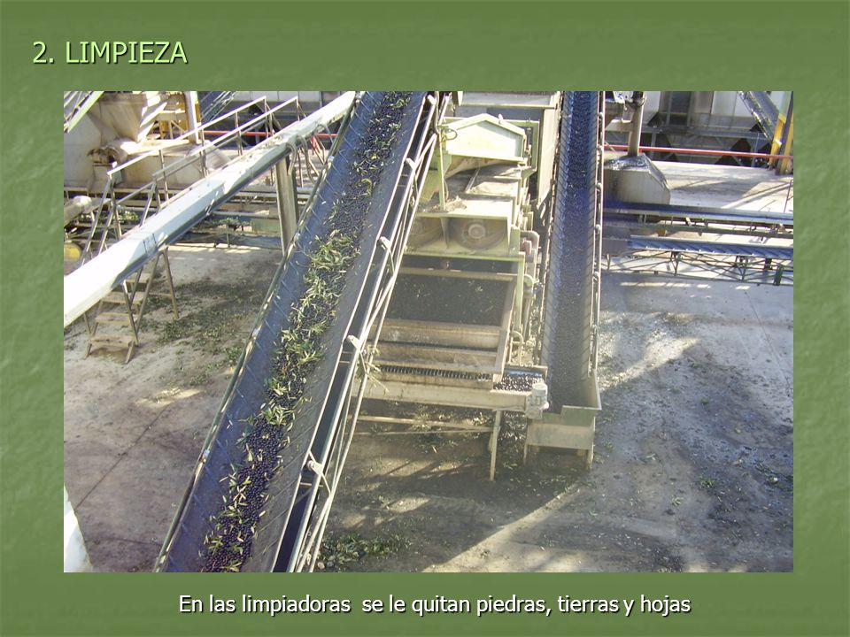 2. LIMPIEZA En las limpiadoras se le quitan piedras, tierras y hojas