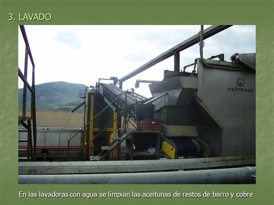 3. LAVADO En las lavadoras con agua se limpian las aceitunas de restos de barro y cobre