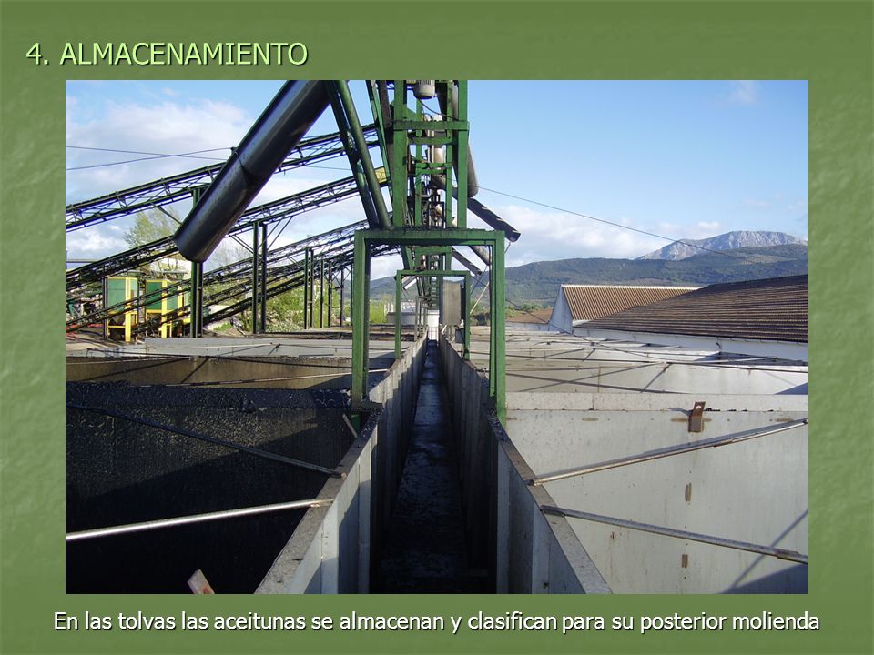 4. ALMACENAMIENTO En las tolvas las aceitunas se almacenan y clasifican para su posterior molienda