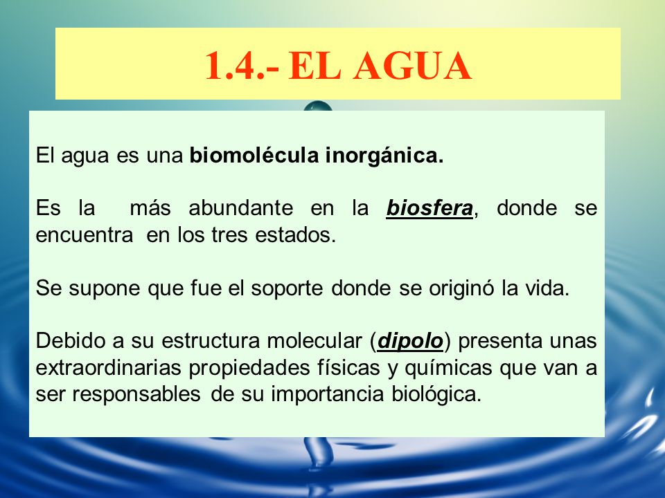 1.4.- EL AGUA El agua es una biomolécula inorgánica.