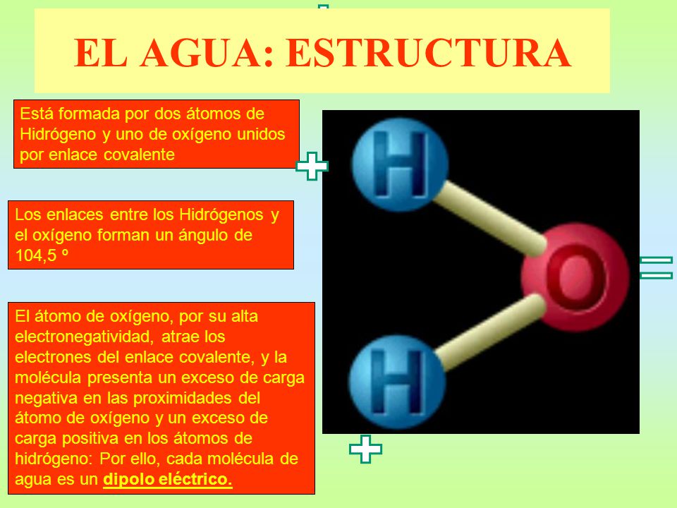 EL AGUA: ESTRUCTURA Está formada por dos átomos de Hidrógeno y uno de oxígeno unidos por enlace covalente.