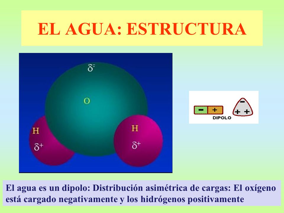EL AGUA: ESTRUCTURA El agua es un dipolo: Distribución asimétrica de cargas: El oxígeno está cargado negativamente y los hidrógenos positivamente.