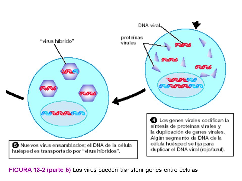 FIGURA 13-2 (parte 5) Los virus pueden transferir genes entre células