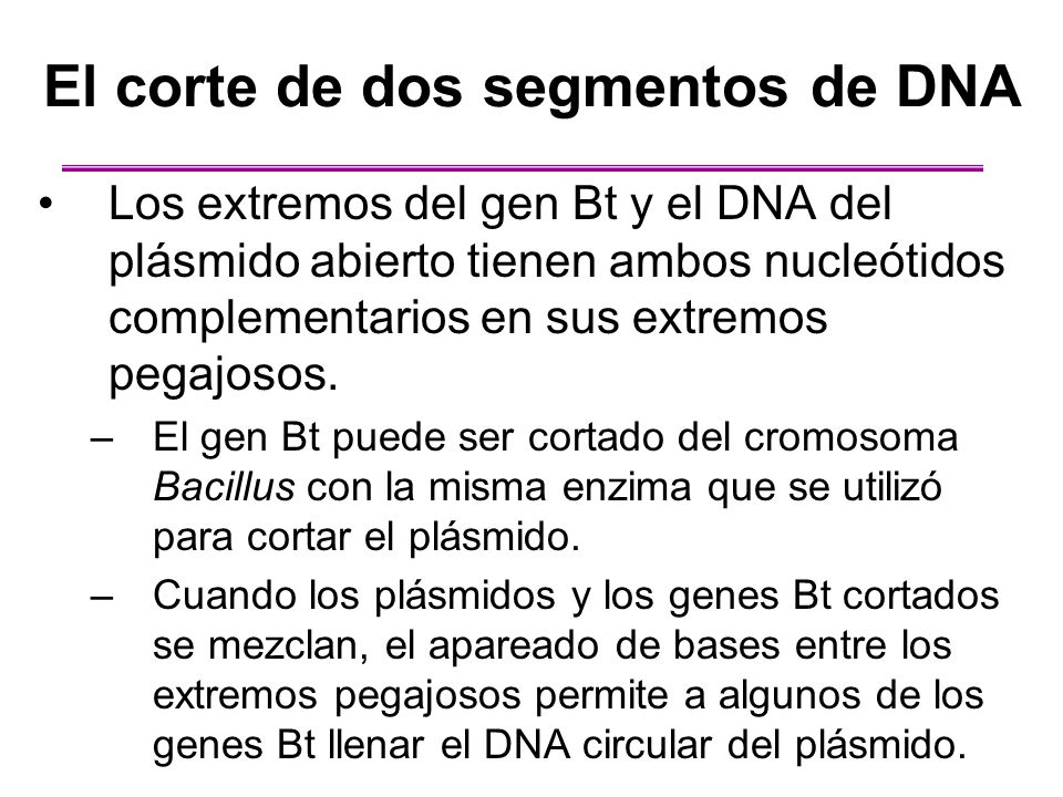 El corte de dos segmentos de DNA