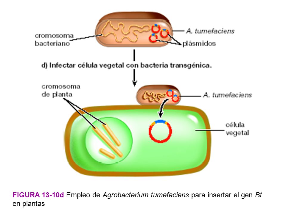 Figura 13-10d Empleo de Agrobacterium tumefaciens para insertar el gen Bt en plantas
