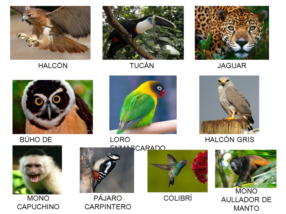 HALCÓN TUCÁN. JAGUAR. BÚHO DE ANTEOJOS. LORO ENMASCARADO. HALCÓN GRIS. MONO AULLADOR DE MANTO.