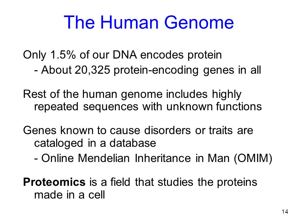 The Human Genome Only 1.5% of our DNA encodes protein