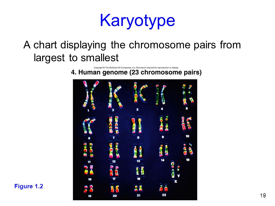 Karyotype A chart displaying the chromosome pairs from largest to smallest. Estudia la presencia o ausencia de cromosomas o sus partes.