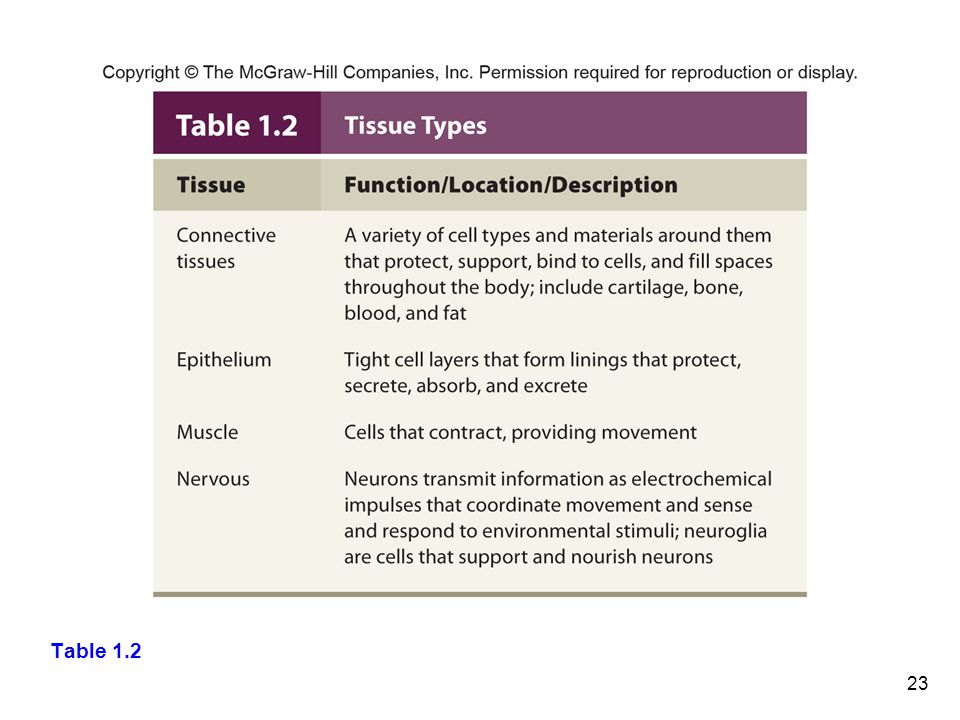 Table tipos de tejidos basicos Conectivos Epitelial Muscular