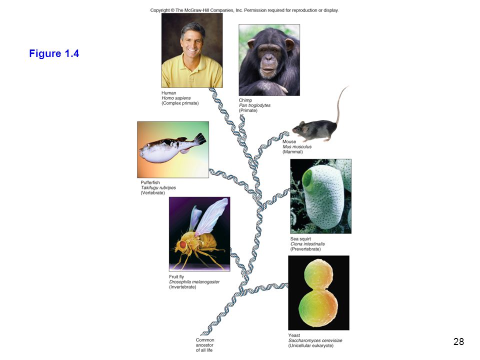Figure 1.4 Genes y genomas revelan nuestro lugar en el mundo. Toda la vida esta relacionada entre si.