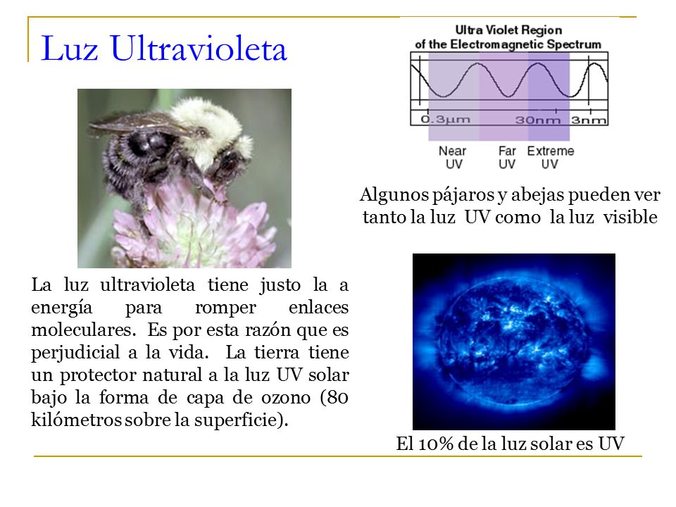 Luz Ultravioleta Algunos pájaros y abejas pueden ver tanto la luz UV como la luz visible.