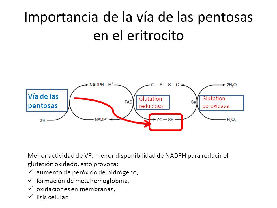 Importancia de la vía de las pentosas en el eritrocito