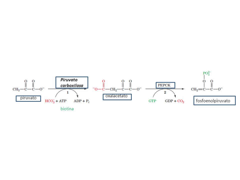piruvato oxalacetato fosfoenolpiruvato Piruvato carboxilasa biotina