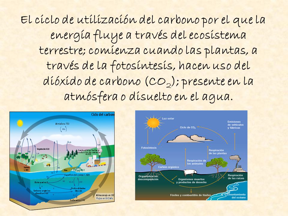 El ciclo de utilización del carbono por el que la energía fluye a través del ecosistema terrestre; comienza cuando las plantas, a través de la fotosíntesis, hacen uso del dióxido de carbono (CO2); presente en la atmósfera o disuelto en el agua.