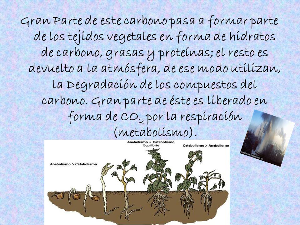 Gran Parte de este carbono pasa a formar parte de los tejidos vegetales en forma de hidratos de carbono, grasas y proteínas; el resto es devuelto a la atmósfera, de ese modo utilizan, la Degradación de los compuestos del carbono.