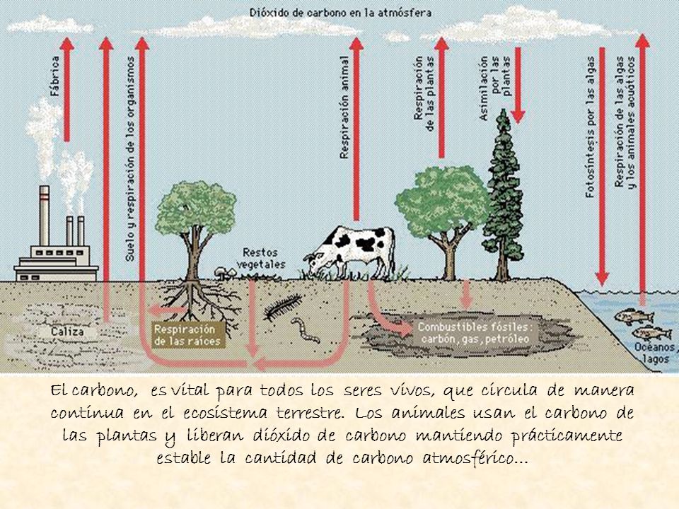 El carbono, es vital para todos los seres vivos, que circula de manera continua en el ecosistema terrestre.