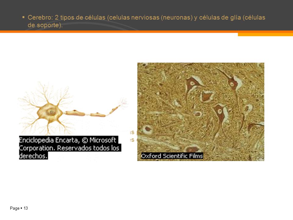 Cerebro: 2 tipos de células (celulas nerviosas (neuronas) y células de glía (células de soporte).