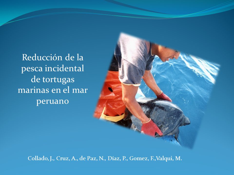 Reducción de la pesca incidental de tortugas marinas en el mar peruano