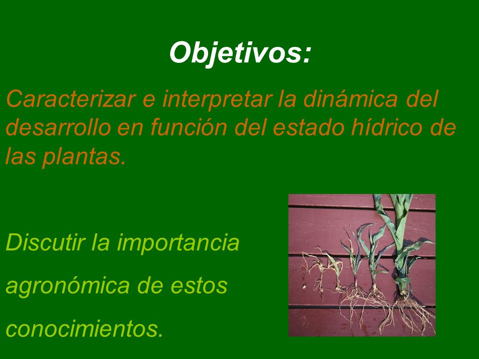 Objetivos: Caracterizar e interpretar la dinámica del desarrollo en función del estado hídrico de las plantas.