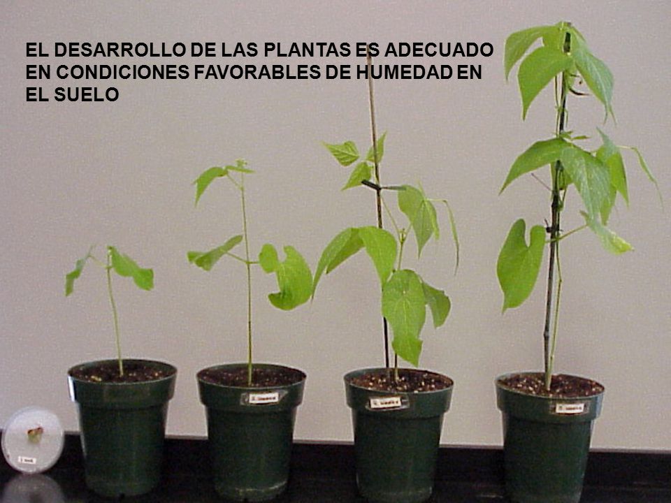 EL DESARROLLO DE LAS PLANTAS ES ADECUADO EN CONDICIONES FAVORABLES DE HUMEDAD EN EL SUELO