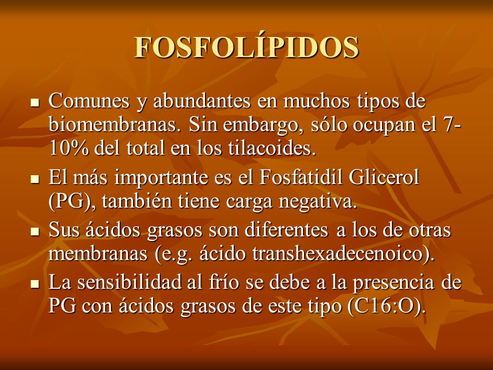 FOSFOLÍPIDOS Comunes y abundantes en muchos tipos de biomembranas. Sin embargo, sólo ocupan el 7-10% del total en los tilacoides.